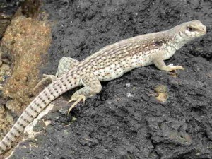 Imperial Dam LTVA - Desert Iguana